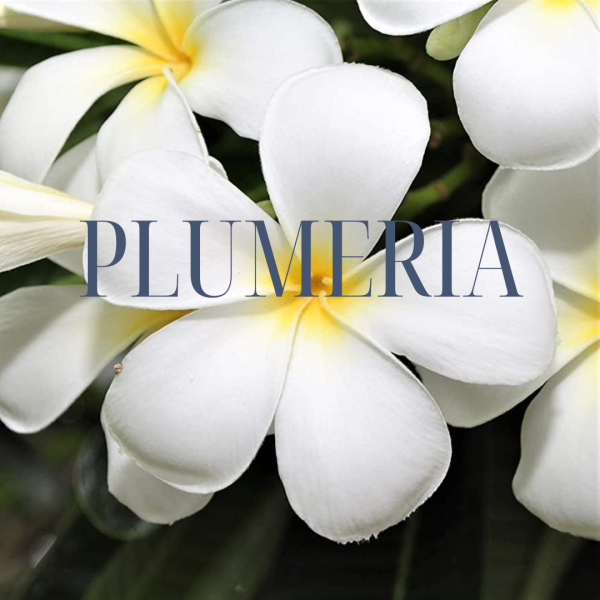 Plumeria Scented Candle 18oz on Sale