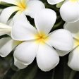 Plumeria Scented Candle 18oz on Sale