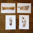 Andrew Shaylor - Set of 4 Postcards of the Ashcombe Collection on Sale